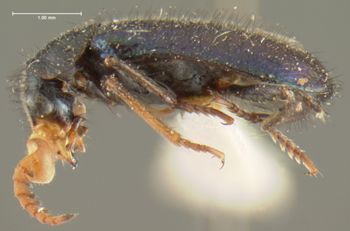 Media type: image;   Entomology 24215 Aspect: habitus lateral view